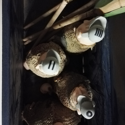 Branca e os Sete Moleiros Branca e os Sete Moleiros